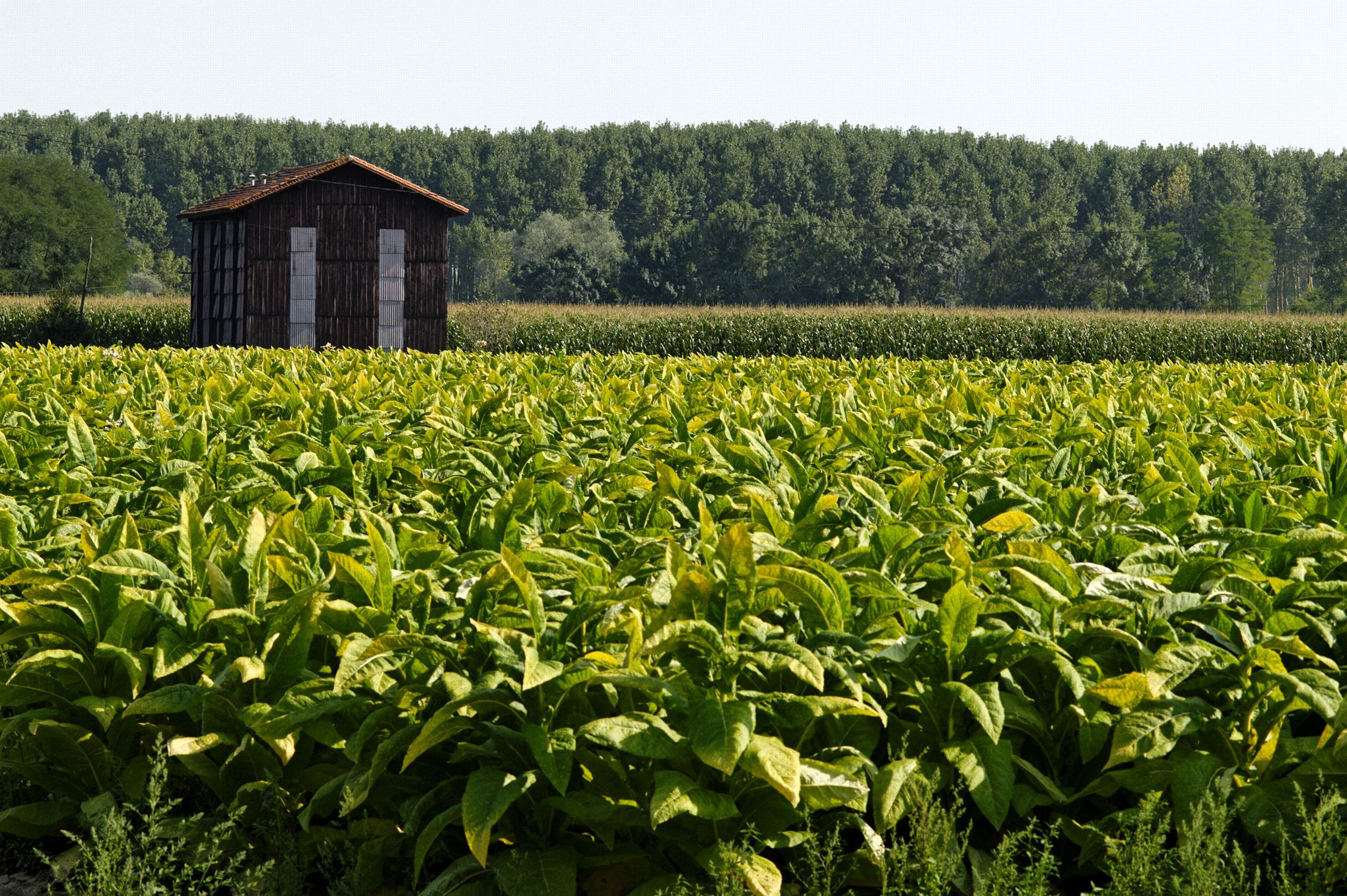 campo di foglie di tabacco in primo piano con un essiccatore sullo sfondo